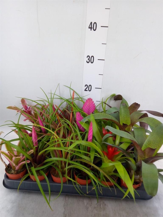 <h4>Bromelia   ...mix</h4>