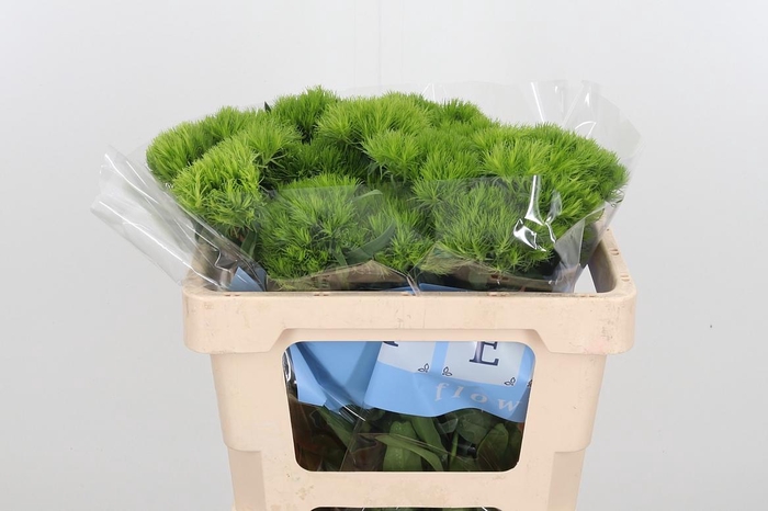 <h4>Di Barb Green Wicky</h4>