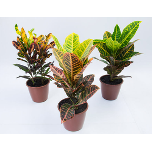 CROTON HIBRIDO VARIADO P19