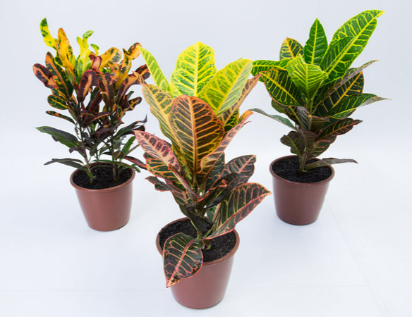 CROTON HIBRIDO VARIADO P19