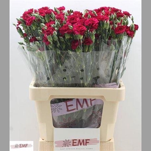 Di Tr Kingfish Special