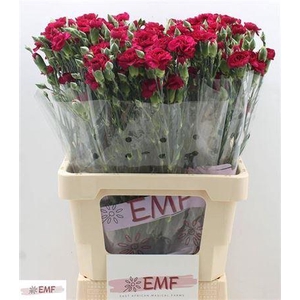 Di Tr Kingfish Special