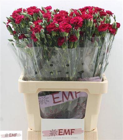 <h4>Di Tr Kingfish Special</h4>