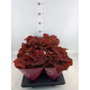 Begonia BD 'Beleaf Amber Love'