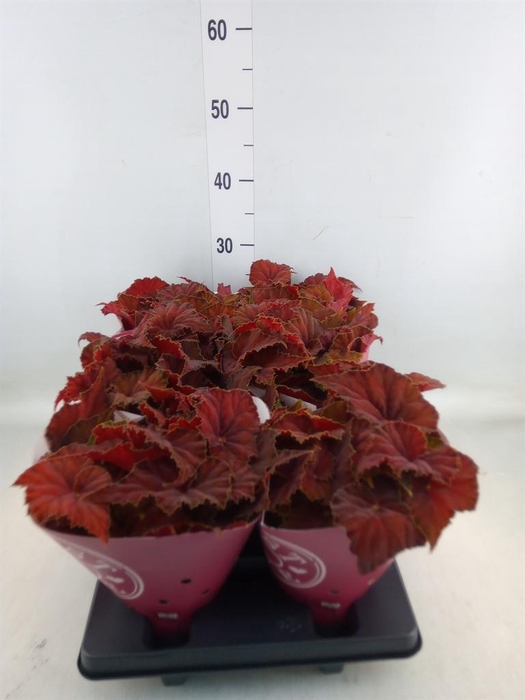 <h4>Begonia BD 'Beleaf Amber Love'</h4>
