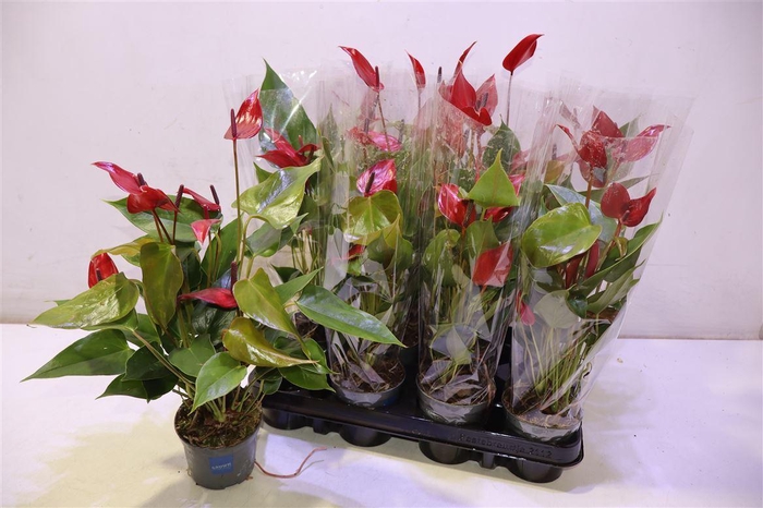 <h4>Anthu Banderola Lava</h4>