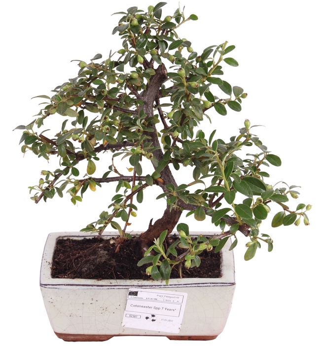 <h4>Bonsai Cotoneaster Keramiek</h4>
