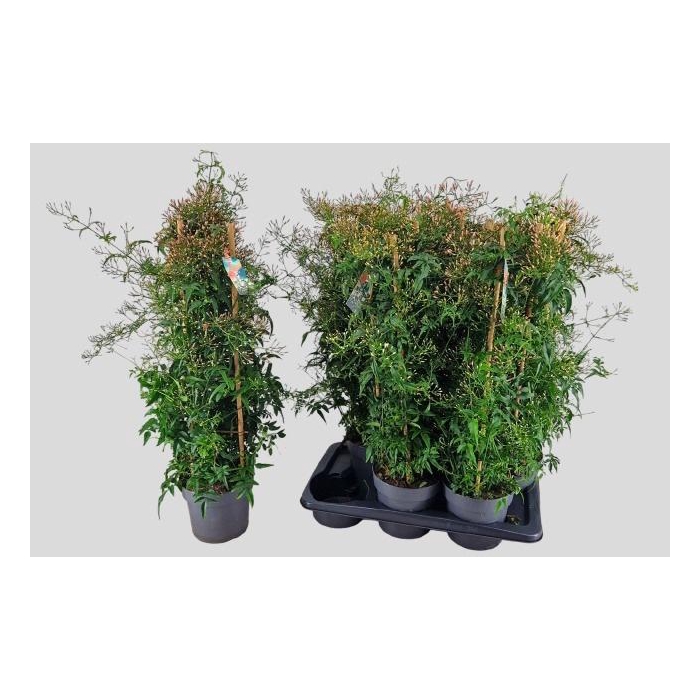 <h4>JASM POLYANTHUM WIT</h4>