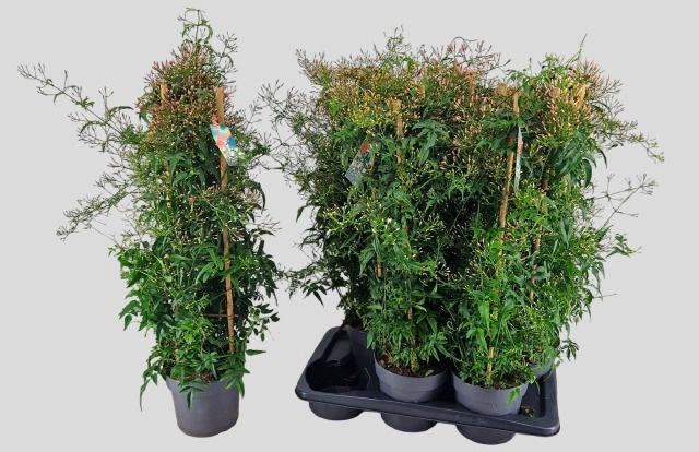 <h4>JASM POLYANTHUM WIT</h4>