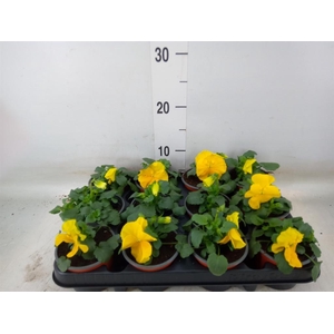 Viola wr. 'Matrix Yellow'