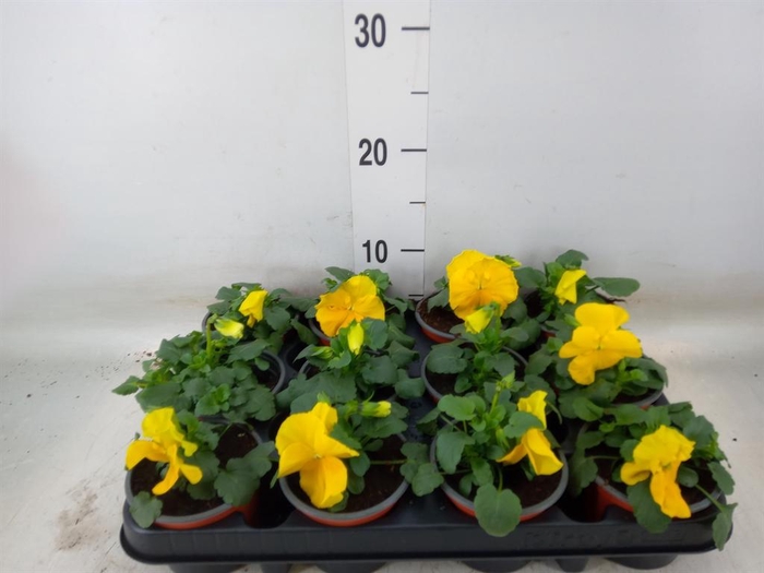 <h4>Viola wr. 'Matrix Yellow'</h4>