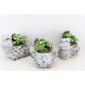 arr2 TD - Dierenmix - wit