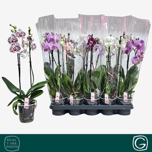 PHAL GEM 4 KL