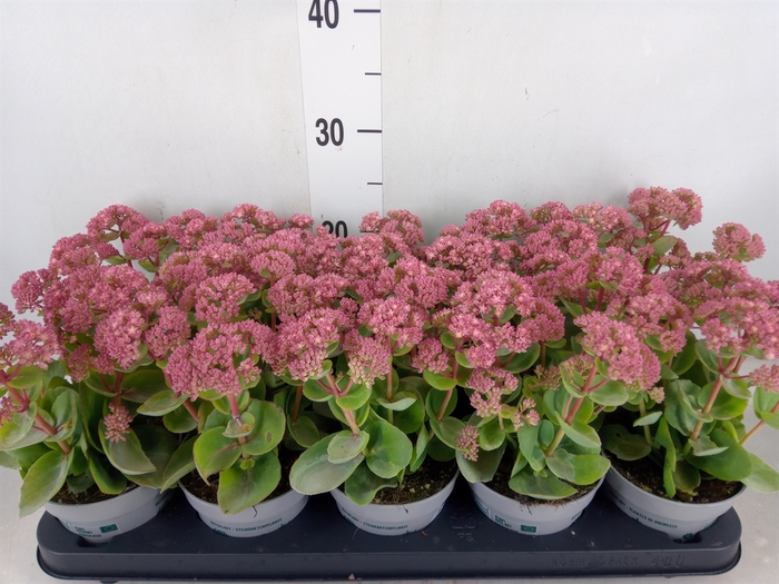 <h4>Sedum  'Pink Seduction'</h4>