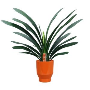 Clivia miniata in Lugano oranje keramiek