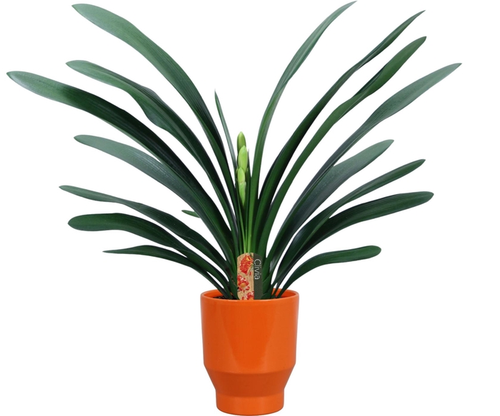 <h4>Clivia miniata in Lugano oranje keramiek</h4>