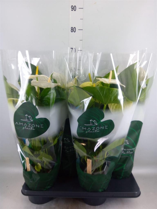 <h4>Anthurium andr. 'Samora'</h4>