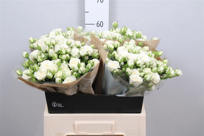 <h4>R Tr Josephine</h4>