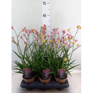 Anigozanthos   ...mix