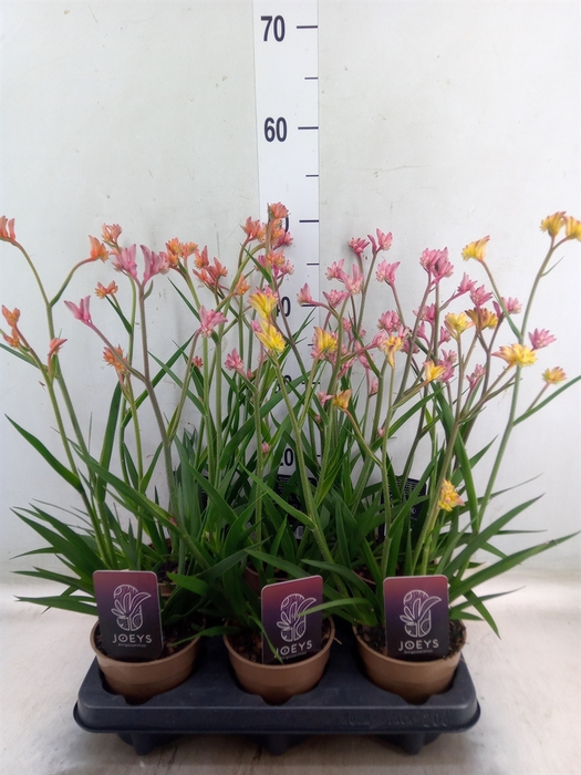 <h4>Anigozanthos   ...mix</h4>