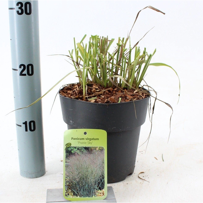 <h4>Panicum virgatum 'Prairie Sky'</h4>