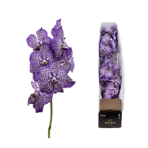 Vanda Royal Purple