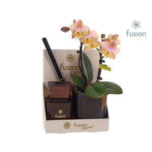 Glazen pot geurstok groen met Phalaenopsis