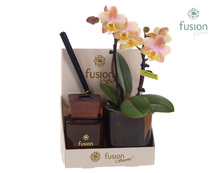 <h4>Glazen pot geurstok groen met Phalaenopsis</h4>