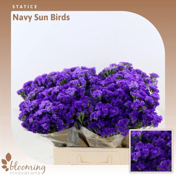 <h4>Statice Navy Sun Birds</h4>