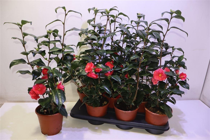 <h4>Came Japonica</h4>