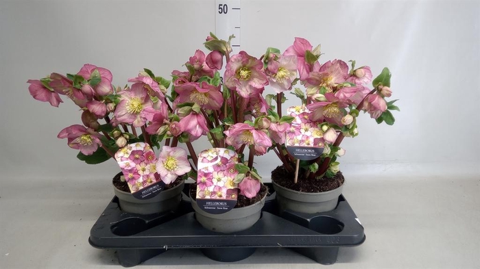 <h4>Helleborus   ...</h4>
