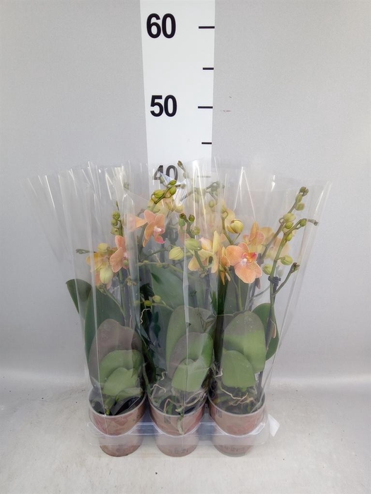 <h4>Phalaenopsis multi. ...orange</h4>