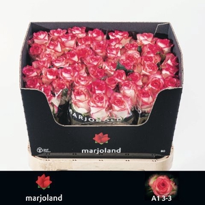 R Gr Jumilia Marjoland 33
