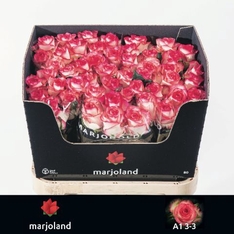 <h4>R Gr Jumilia Marjoland 33</h4>