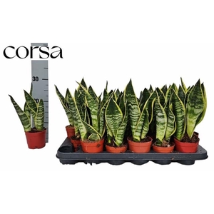 SANSEV FUTURA SUPERB