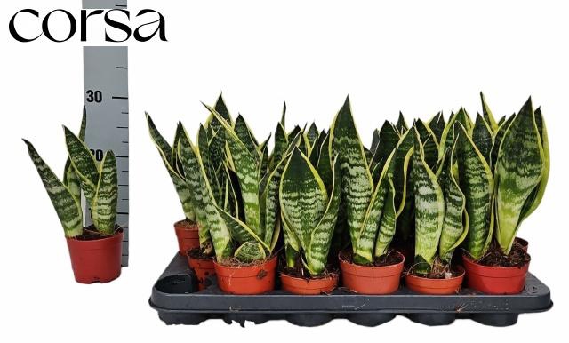 <h4>SANSEV FUTURA SUPERB</h4>