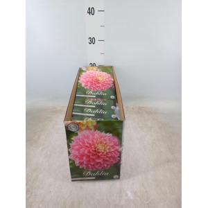 Dahlia   ...flowerbulbs