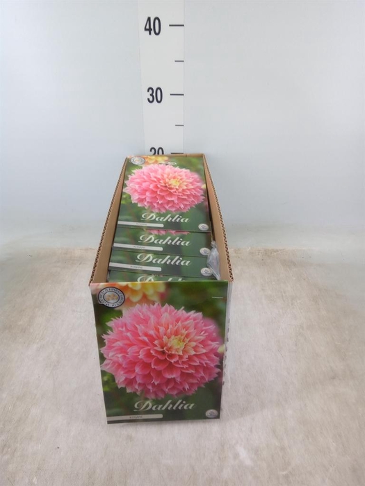 <h4>Dahlia   ...flowerbulbs</h4>