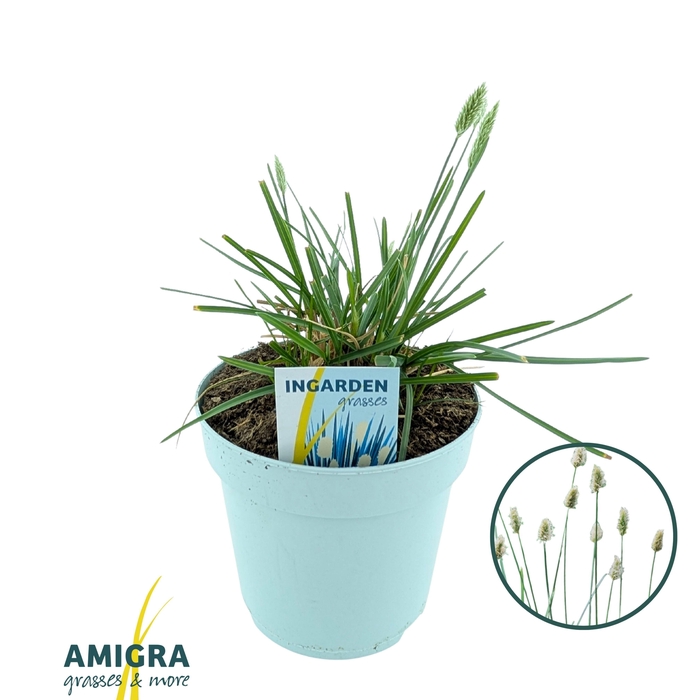 <h4>Sesleria nitida</h4>