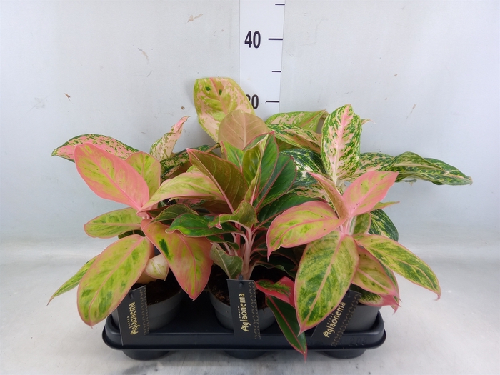 <h4>Aglaonema   ...</h4>