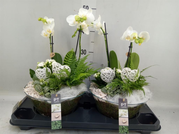 <h4>Arr.    Planten  H%</h4>