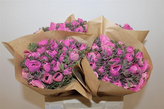 <h4>Anem Marianne Powder Fuchsia</h4>