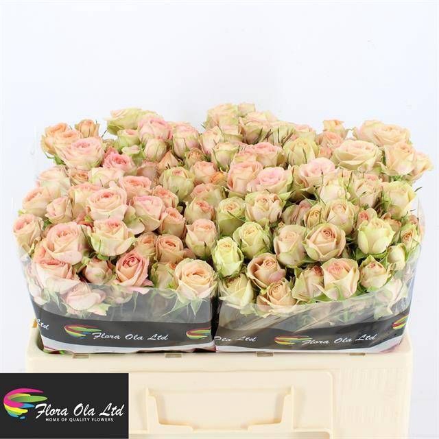 <h4>R Tr Azore Flora Ola</h4>