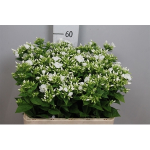 Phlox P Whitecap