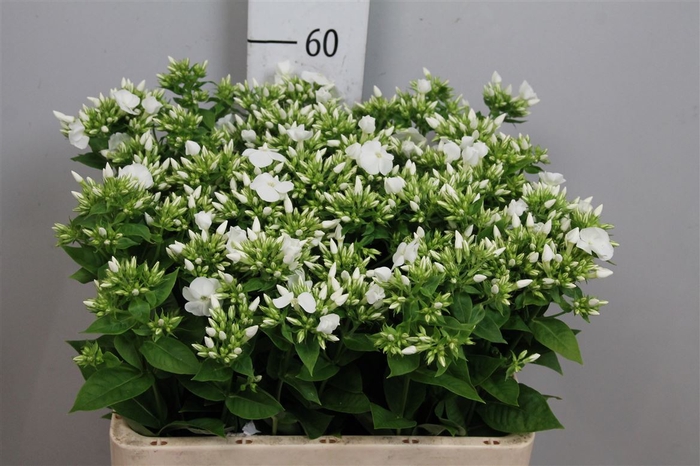 <h4>Phlox P Whitecap</h4>