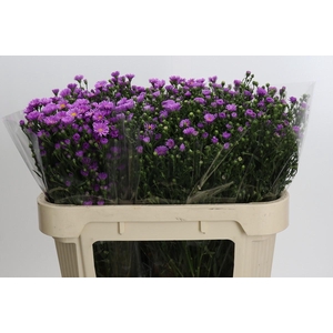 Aster Casarosa