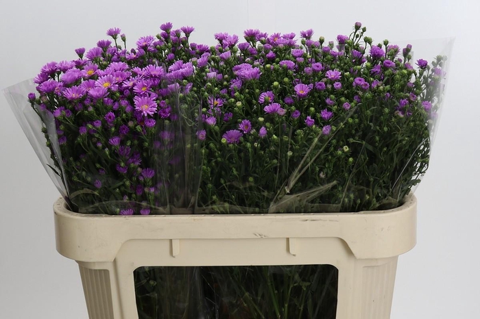 <h4>Aster Casarosa</h4>