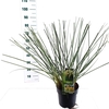 Cortaderia selloana Pumila