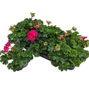 PEL ZON DV M PUR EYE