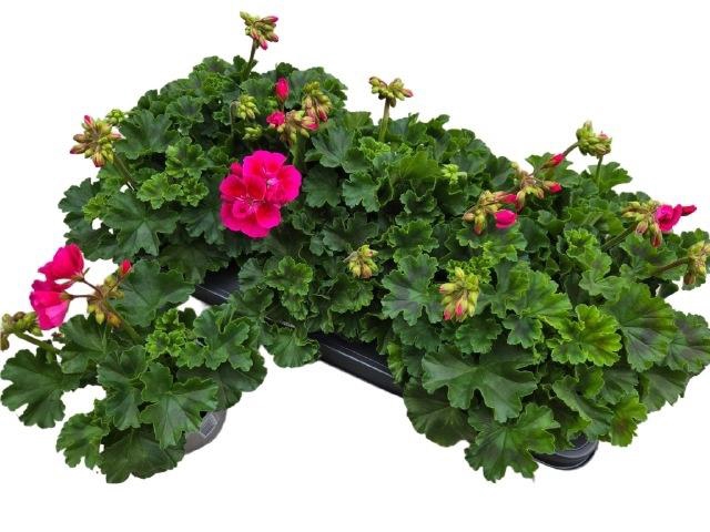 <h4>PEL ZON DV M PUR EYE</h4>